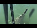 Man Catches Two Endangered Dinosaur-Like Sawfish In Florida On One Fishing Trip