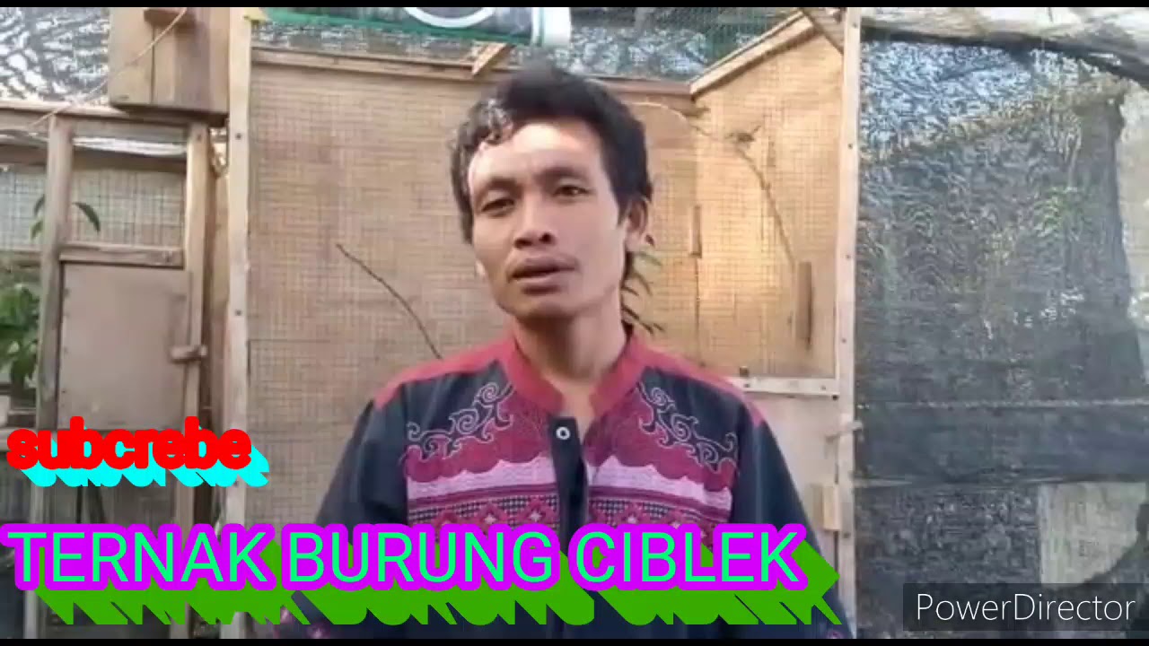 TERNAK BURUNG CIBLEK LOMBOK 