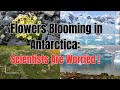 Flowers in Antarctica #climatechange