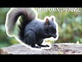 🐿🇨🇦Beautiful black squirrel in Canada /  Ardilla en el bosque / TheirOwnChannel