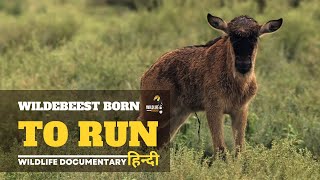 Wildebeest Migration [2024] हिन्दी डॉक्यूमेंट्री | Wildlife documentary in Hindi by Wildlife Telecast  75,046 views 3 months ago 49 minutes