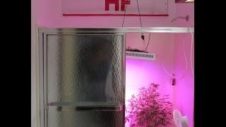 Herbin Farmer - New White Widow Veg Room