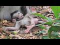 How Baby Dimitri Monkey Plays Alone: Cutest Baby Monkey Behavior Tutorial