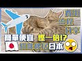 【✈️🧳帶著貓貓移居日本🐈】| 自己辦理最少可以慳一倍💰!? | 手續流程分享 | 寵物移民 | Kiu &amp; Chung