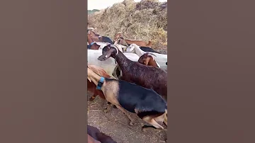 ISRAEL 2025 Sheep Goats 2 