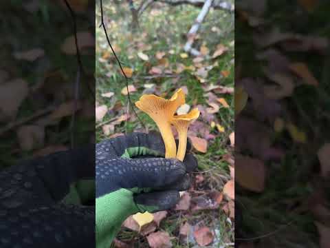 ПО ГРИБЫ! КОНЕЦ СЕНТЯБРЯ 2026! MUSHROOM SILENT HUNTING! #рыболовкопатель #metaldetecting