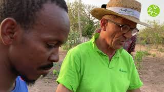 Utilisation du BT (Bacillus thuringiensis) contre une attaque sur le moringa