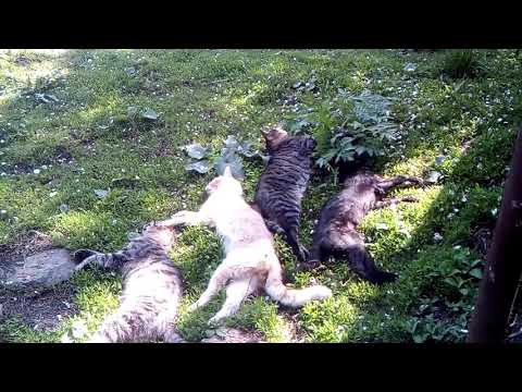Video: Otravire Cu Zinc La Pisici