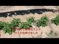 藪を畑にして楽しんでいます。