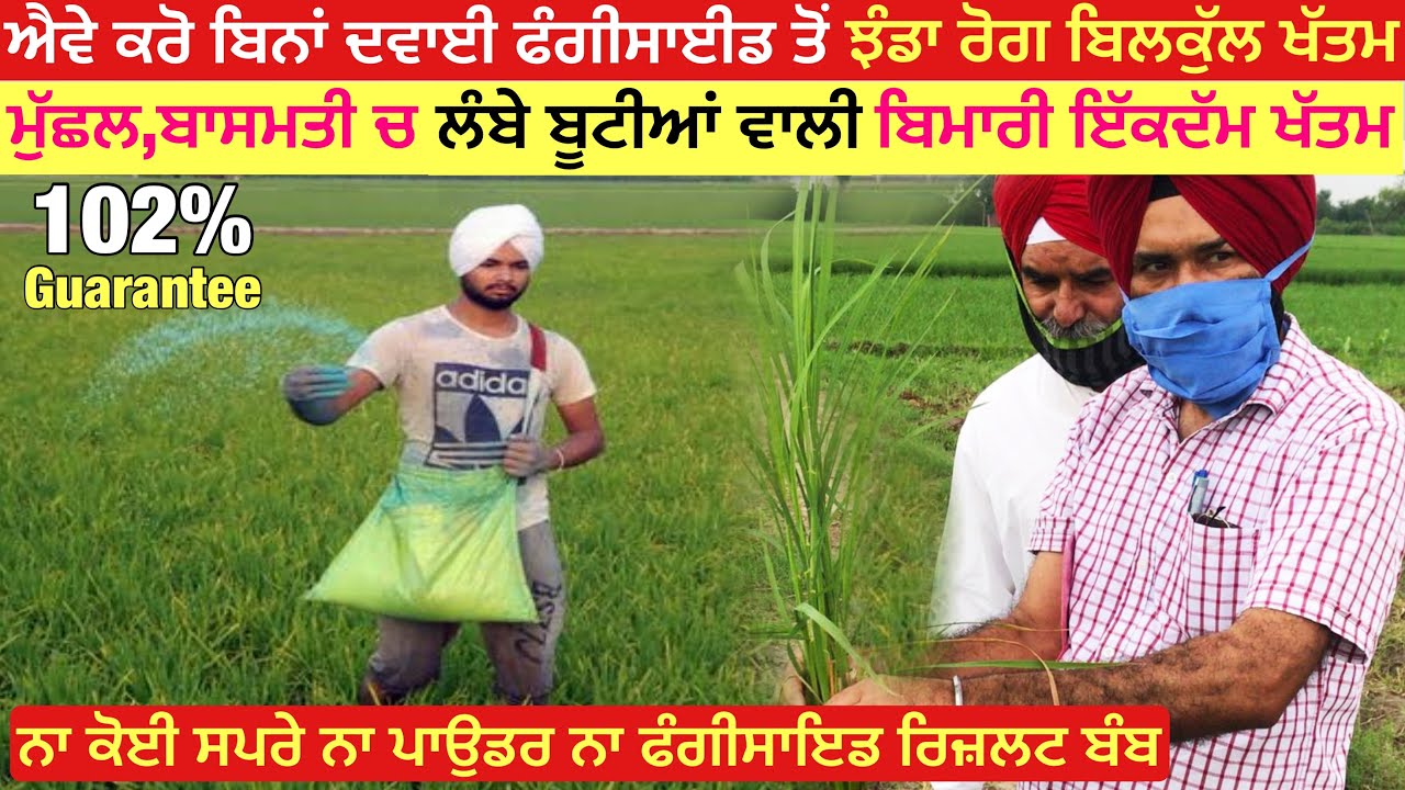 ਮੁੱਛਲ ਬਾਸਮਤੀ ਚ ਬਿਨਾਂ ਦਵਾਈ ਫੰਗੀਸਾਇਡ ਤੋਂ ਝੰਡਾ ਰੋਗ 101% ਖੱਤਮ