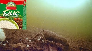 ПРИКОРМИЛ РИСОВОЙ КАШЕЙ! Сколько их там?? Подводная съемка ПРИКОРМИЛ РИСОВОЙ КАШЕЙ! Сколько их там?? Подводная съемка