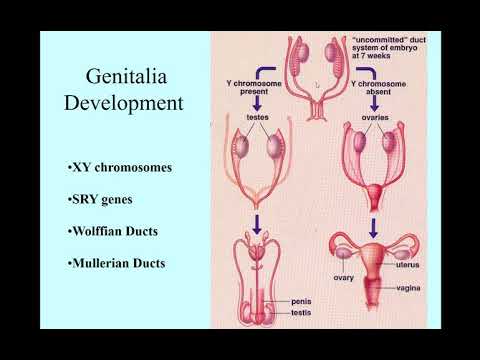 Video: Tijdens de ontwikkeling van de foetus wordt het sry-gen geactiveerd?