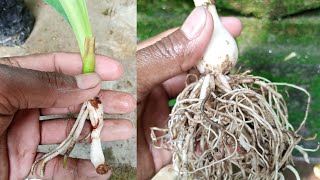 How to grow pregnant onion plant (Albuca Bracteata) Time Lapse screenshot 4