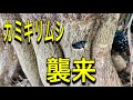 カミキリムシ襲来!皆さんも気をつけてー!【概要欄の確認をお願いします】