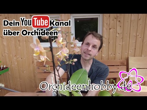 Video: Mini-Phalaenopsis-Orchideen zu Hause: Wachstumsmerkmale, Pflege und Bewertungen