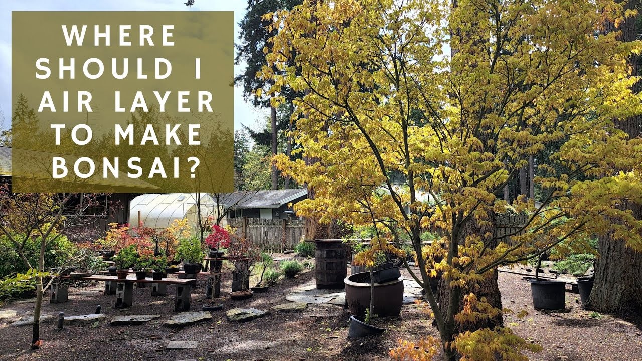 Where to Air Layer to Make Great Bonsai (from Japanese Maple Garden Trees)