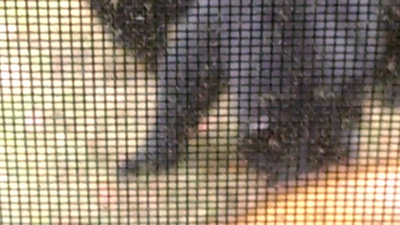 Black bear running scared