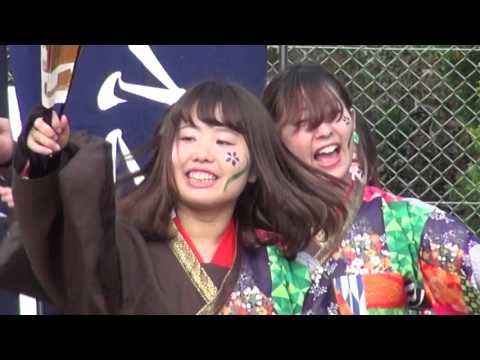 法政大学　鳳遥恋・浪漫（Ⅱ）＠2015　八王子いちょう祭り