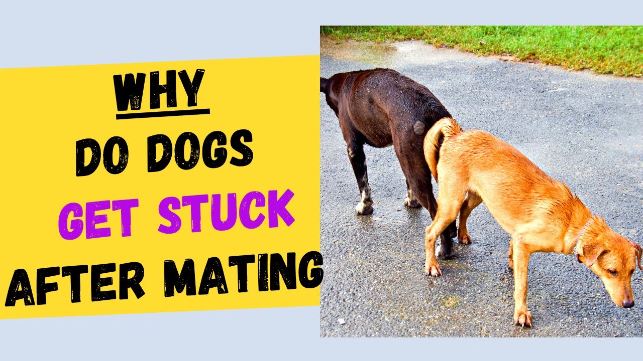 WHY DO DOGS GET STUCK AFTER MATING? Mating Process Explained in Short and  Simple Terms! - YouTube