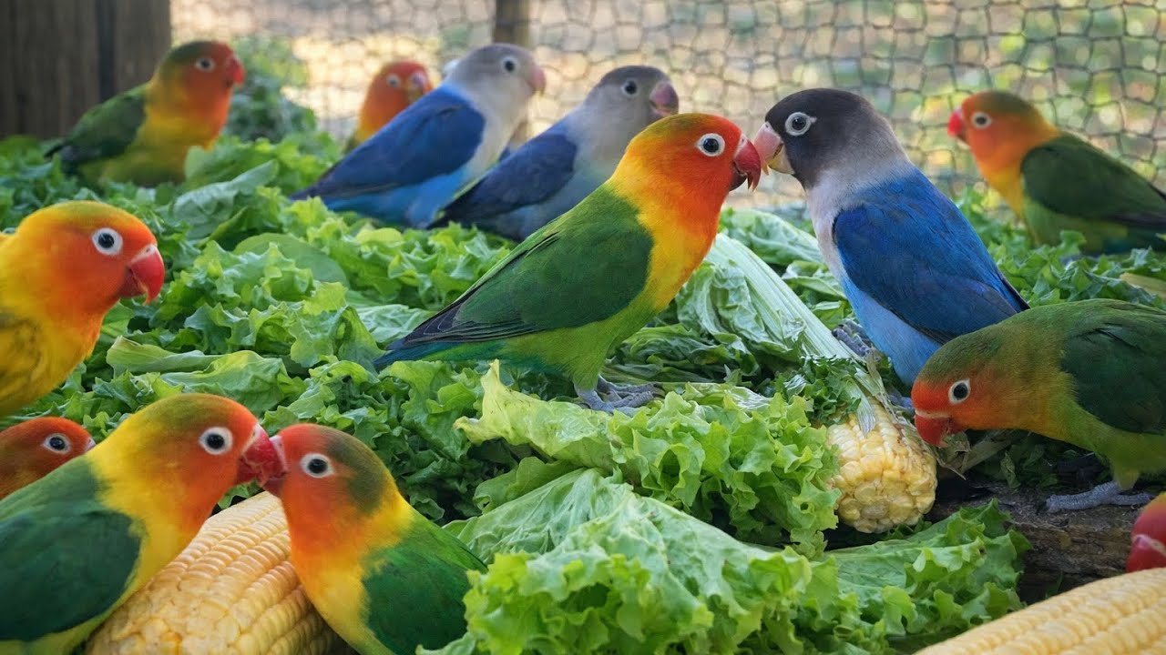 Lovebird Colorful 💚❤️#lovebirds #sunconure #parrotlover #birds #cutelovebird