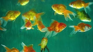 Aquarium Fish | How It's Made