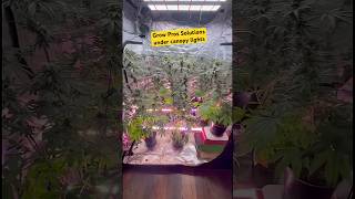 Grow Pros Solutions Under Canopy Lights LED TEST!