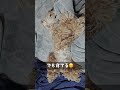 パパの毛布を抱きしめて寝てる(コッカースパニエル)
