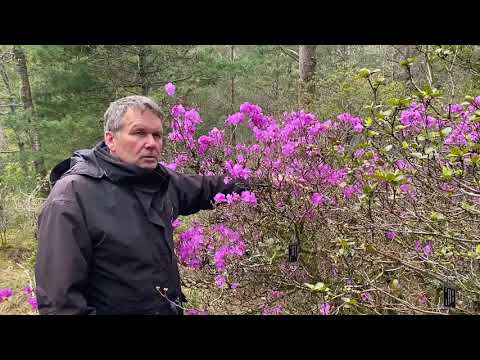 Video: Rododendrons In De Regio Moskou (44 Foto's): De Namen Van Variëteiten, De Regels Voor Het Planten Van Rododendrons In De Buurt Van Moskou. Kenmerken Van Zorg. Wanneer Bloeien Ze?