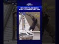 New York Police Rescue Bear Cub Stranded In A Tree