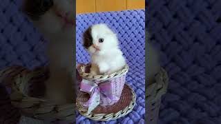 Scottish Longhaire Fold Kitten Bounty