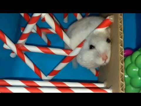 Hamster maze/Crazy fast hamster breaking the rules/ hamster labyrinth