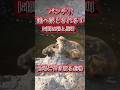 パンチ君、池へ落とされる!Punch is thrown into the pond by his senior monkey.
