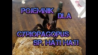 Urządzanie pojemnika Cyriopagopus sp. hati hati | Arachnolandia Urządzanie pojemnika Cyriopagopus sp. hati hati | Arachnolandia