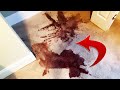 WORST RED WINE STAIN EVER!! CARPET CLEANING!
