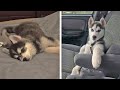 Funny And SOO Cute Husky Puppies Compilation #46 - Cutest Husky Puppy