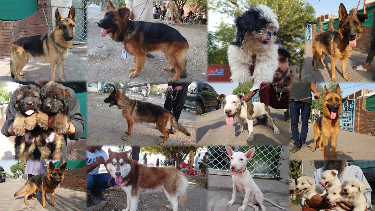 Lahore Sunday Dogs Market 27 APR Tollinton Market Lahore Exploring with YASIR | Special Dogs Market