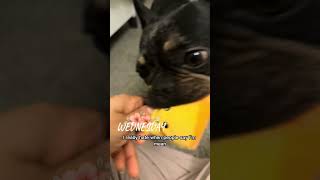 Spicy nice 😊 #dogshorts #viral #funnydogs #funnyfrenchies #frenchbulldog #frenchies #humor