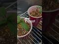 Day 13 Oreoz Cultivar Grow | Early Growth Continues + Watering Update