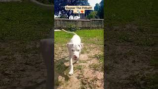 Cute White Pitbull Puppygrowth 2 - 4 Months.