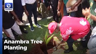 Anambra Green Environment: Private Individuals Join Govt's Tree Planting Campaign