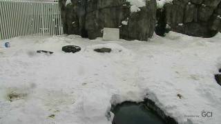 Live Camera Axis Q6115-E