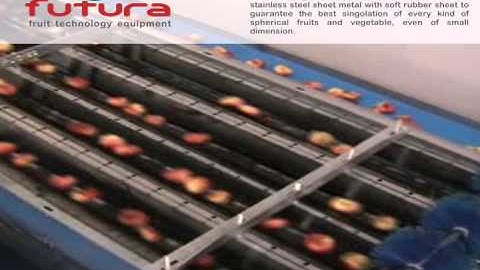 FLAT PEACHES GRADING LINE