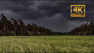 Relaxing Wind in Grass Field 🌿 Approaching Storm Ambience ⛈️ ASMR Nature Sounds for Sleep & Focus