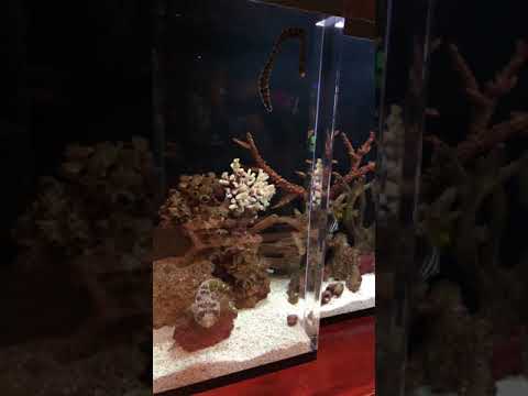 COMEDIAN RUSSELL PETERS SHOWING OFF HIS BEAUTIFUL FISH TANK AND MAN CAVE! ( MICHAEL BLACKSON )