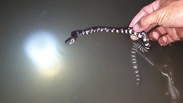 Xúc cá cắm câu, chưa cắm xong đả dính cá, đêm nay trúng chắc. Bị rắn trêu | Săn bắt SÓC TRĂNG |