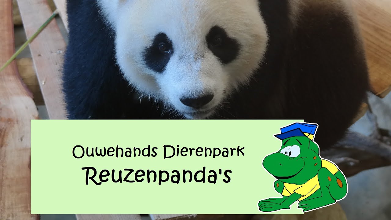Ouwehands Dierenpark Pandasia Youtube
