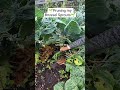 🌱 Pruning my Brussel Sprouts 🌱