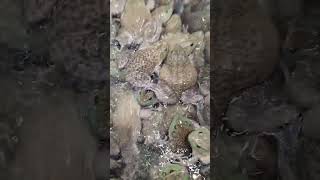 HUGE Live Frogs at the Asian Market