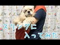 ドッグスリングに入ってみたアメリカンコッカースパニエルかんた【erva】