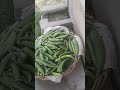 #youtube #viralvideo #trending #reels #comedy #desiviilagelifetstyle #life #modernfarmer